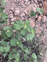Ambrosia cordifolia