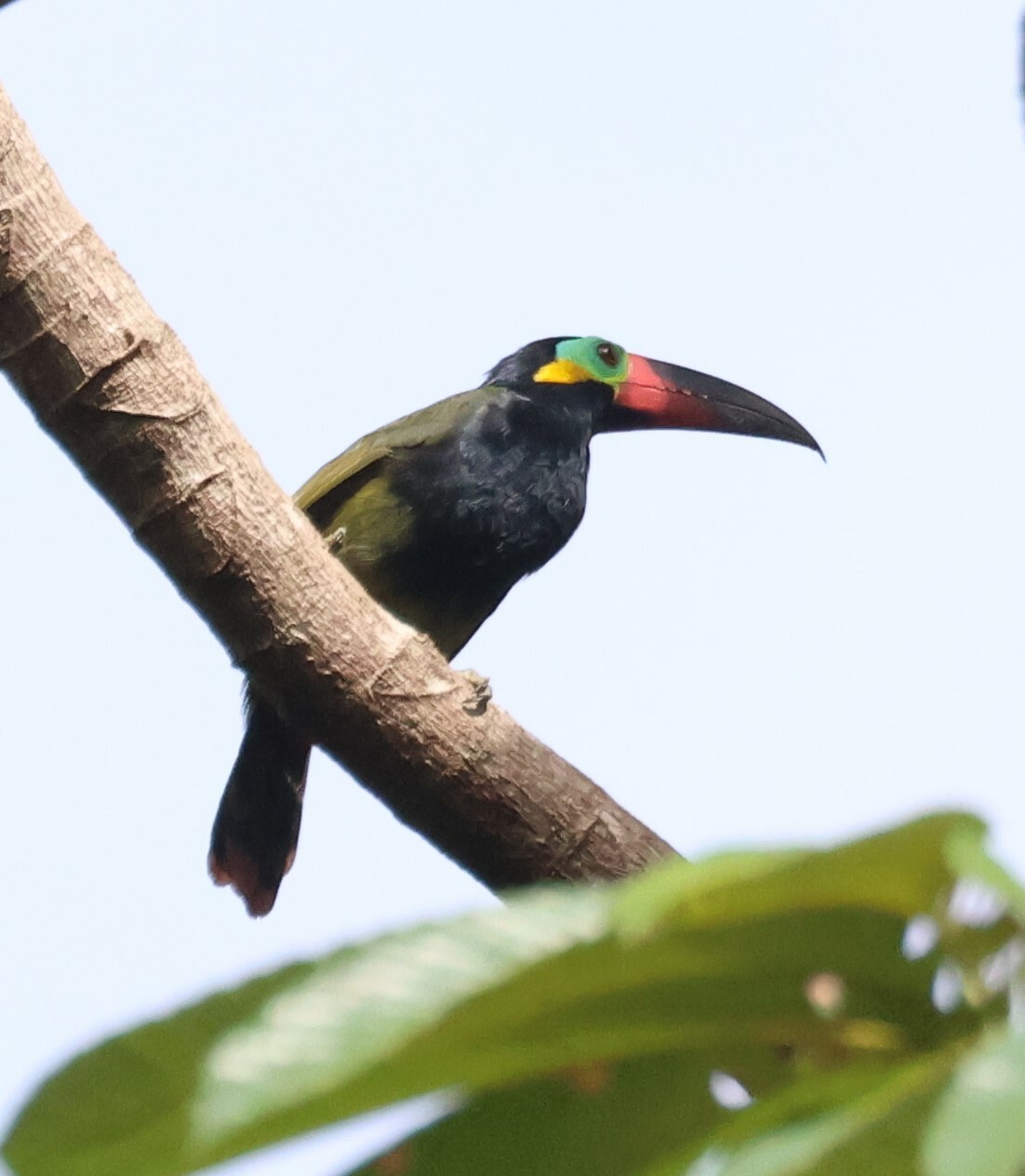 Guianan Toucanet (Selenidera piperivora), photo 5