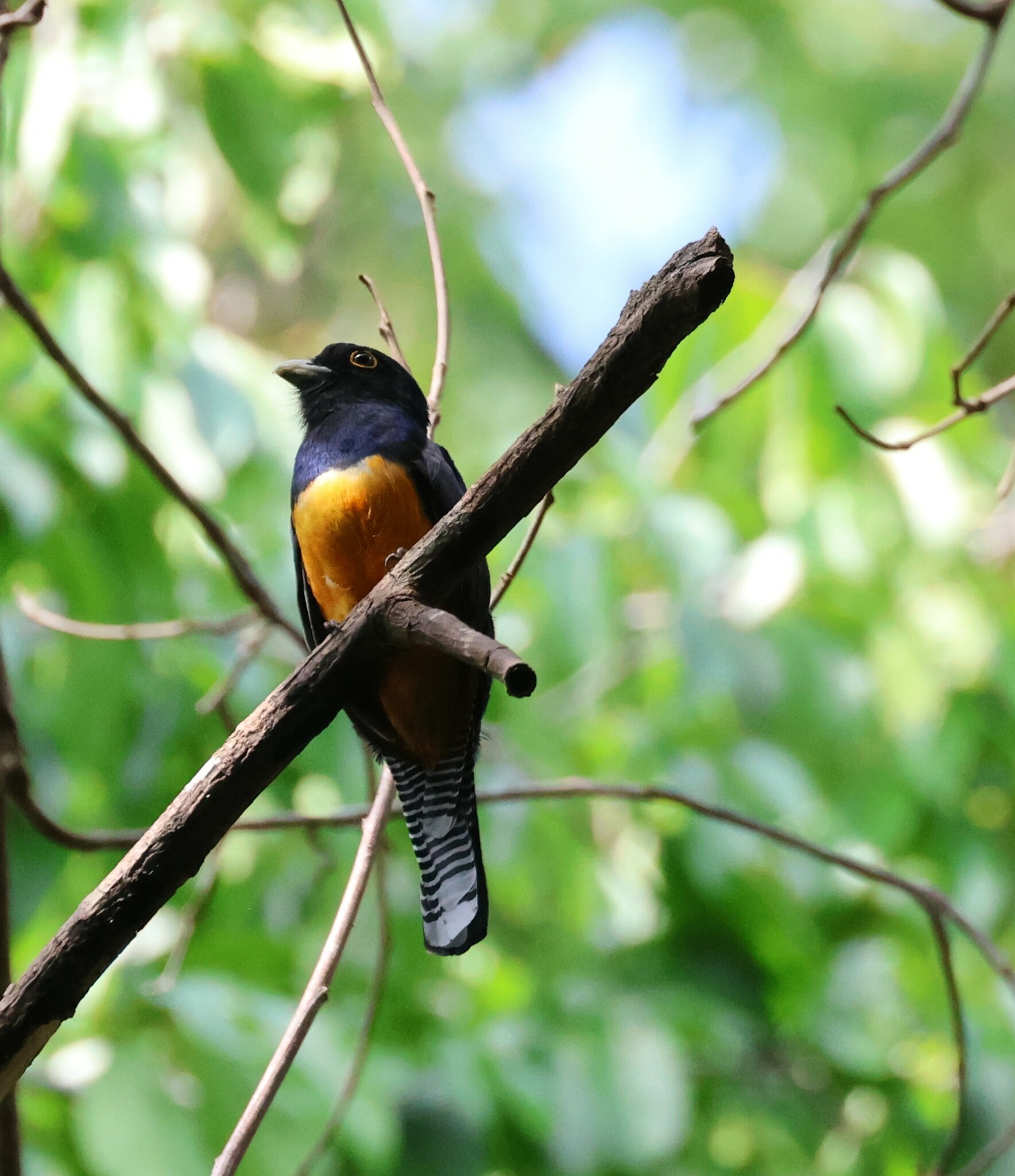 Guianan Trogon (Trogon violaceus), photo 3