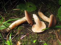 Lactarius glyciosmus