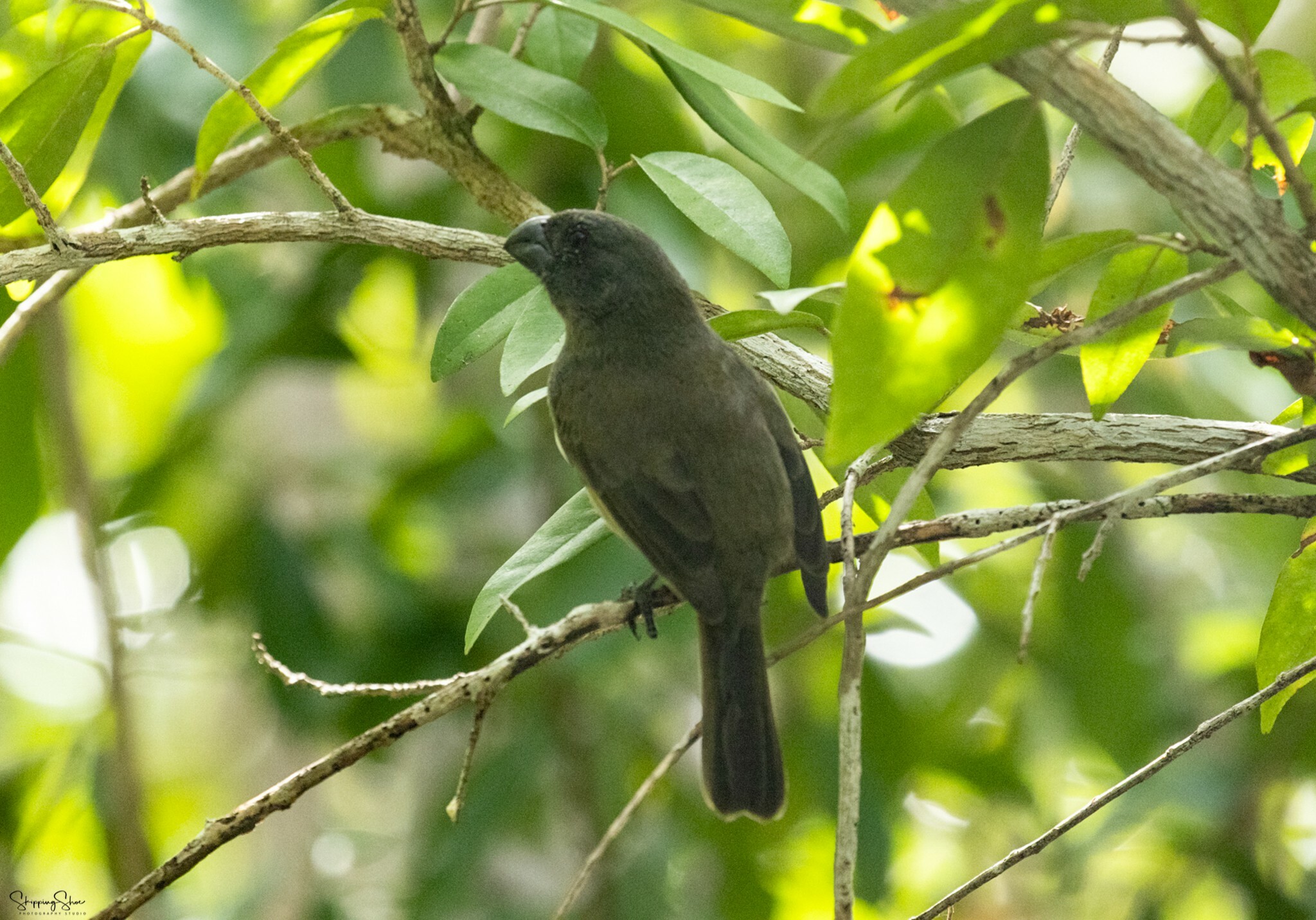 Cuban Bullfinch (Melopyrrha nigra), photo 10