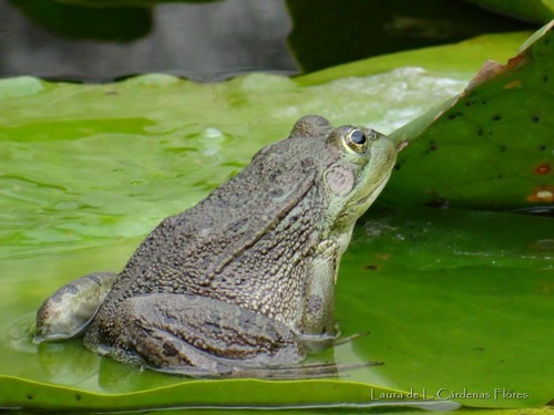 Montezuma Leopard Frog