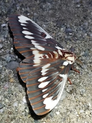 Citheronia splendens