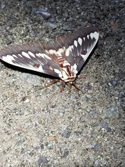 Citheronia splendens