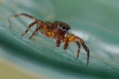 Mexigonus morosus