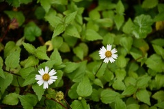 Millerieae