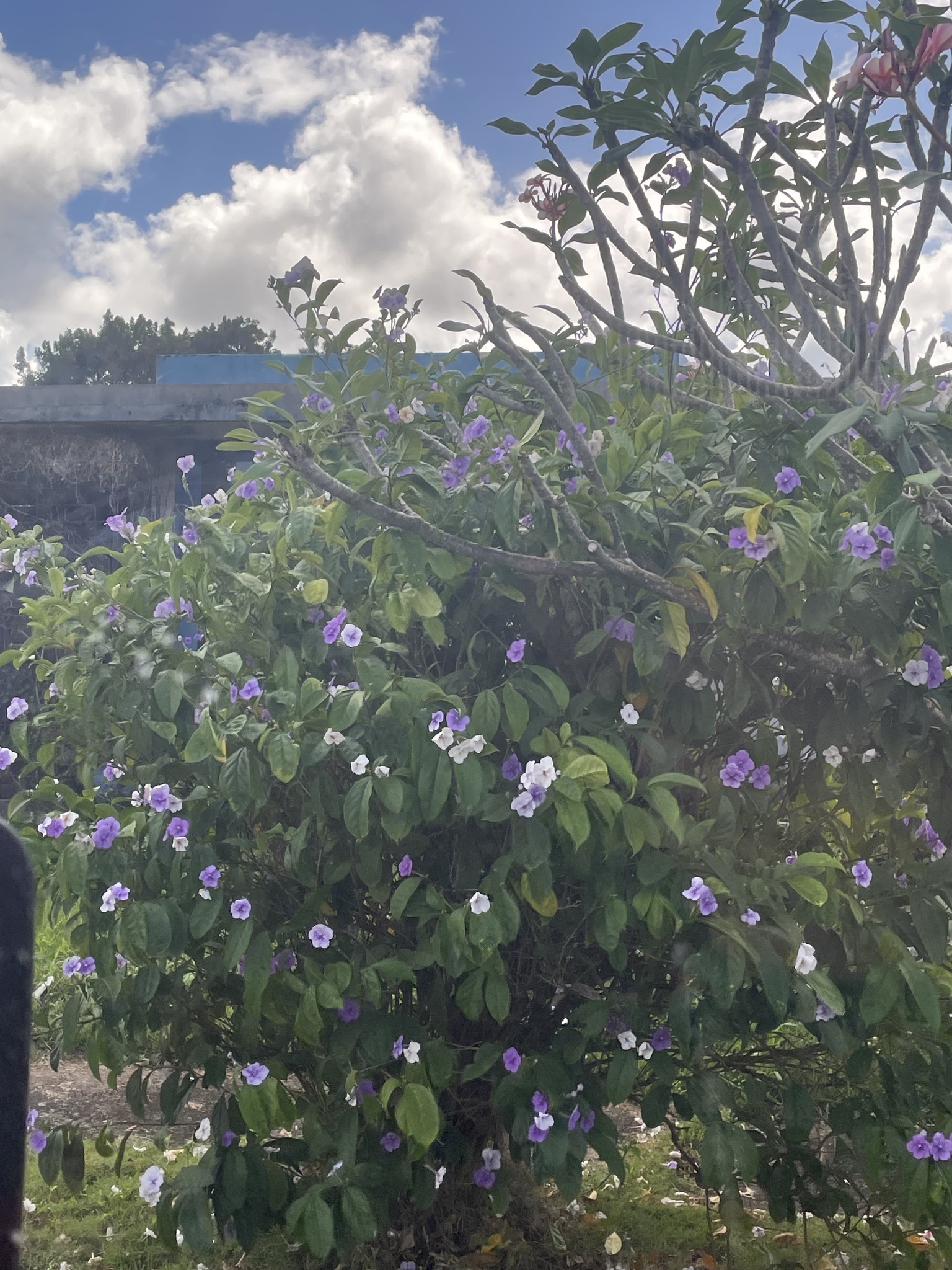 Imagem de Manacá-de-cheiro