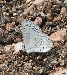 Celastrina echo cinerea