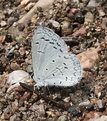 Celastrina echo cinerea