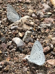 Celastrina echo cinerea