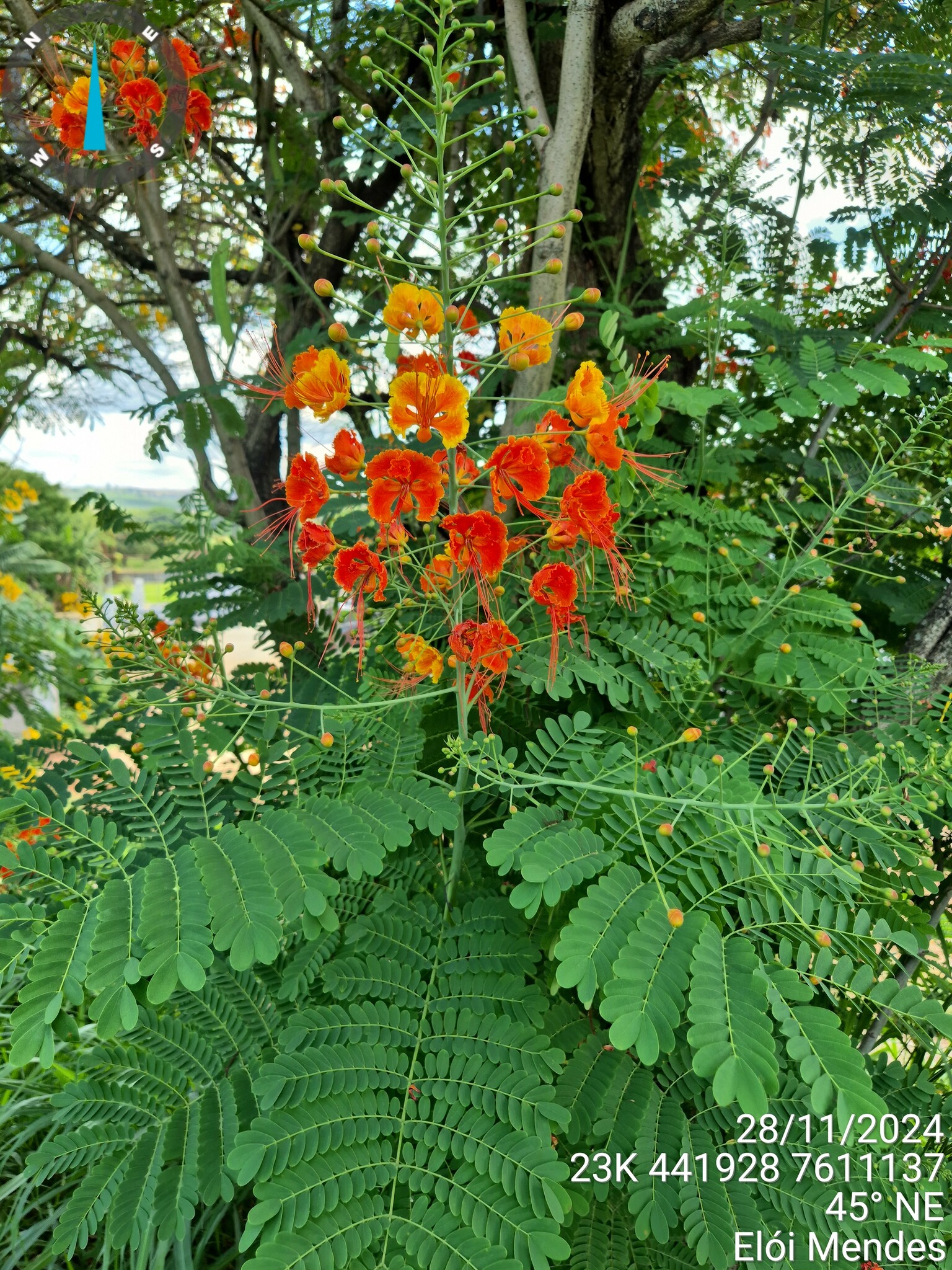 Caesalpinia pulcherrima