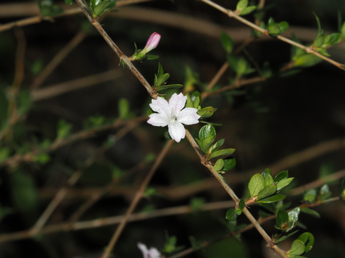 Foto de Árvore-da-felicidade