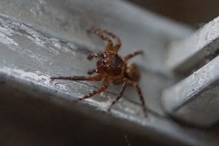 Mexigonus morosus