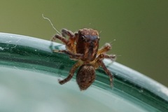 Mexigonus morosus