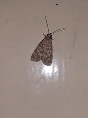 Sommeria marchalii