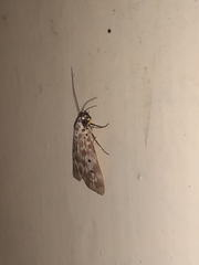 Sommeria marchalii