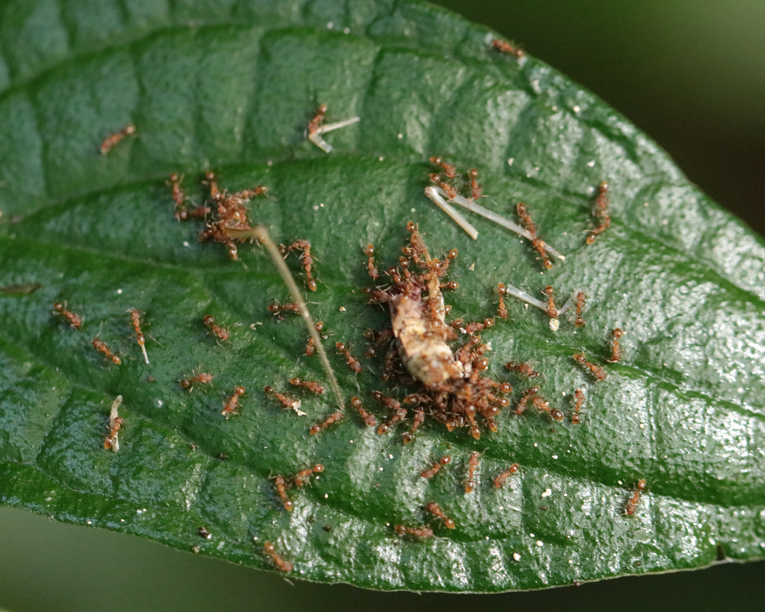 Linepithema pulex