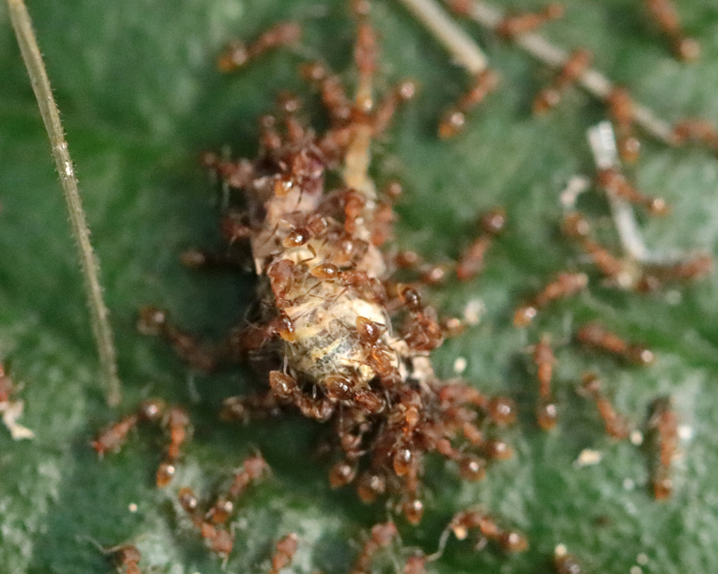 Linepithema pulex