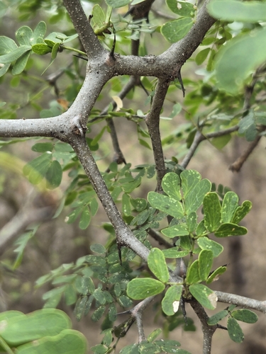 Ebenopsis ebano