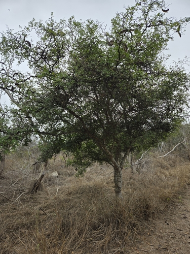 Ebenopsis ebano