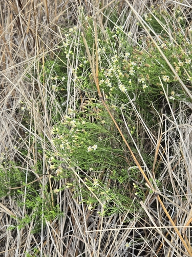 Image of Medranoa palmeri by (c) Jo Roberts, some rights reserved (CC BY)