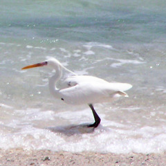 Egretta gularis schistacea