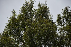 Quercus ocoteifolia