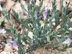 Hebecarpa macradenia