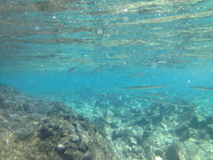 Platybelone argalus