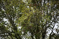 Quercus ocoteifolia