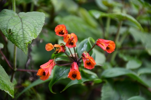 Bomarea acutifolia (Bomarea acutifolia)