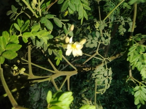 Moringa tree