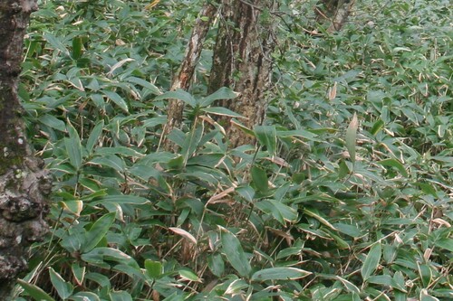 Jeju Joritdae (Sasa quelpaertensis)