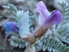 Oxytropis oreophila