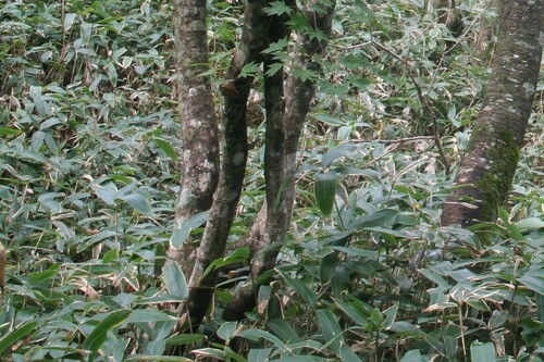 Image of Sasa quelpaertensis by (c) Edmundas Greimas, some rights reserved (CC BY)