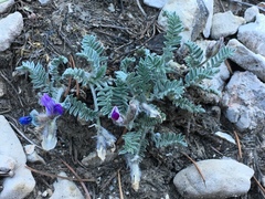 Oxytropis oreophila