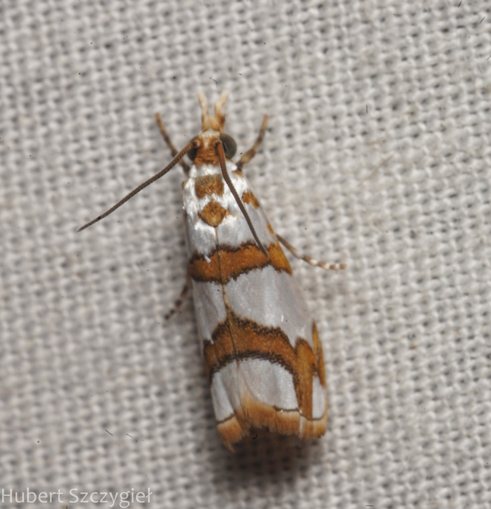 Tortriculladia