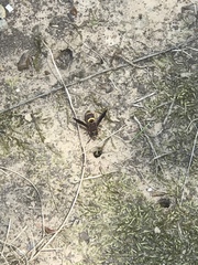 Euodynerus crypticus