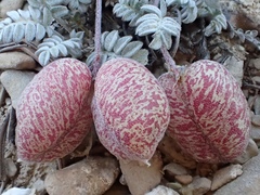 Astragalus platytropis