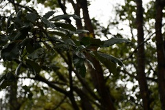 Quercus liebmannii