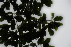 Quercus liebmannii