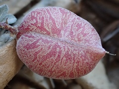 Astragalus platytropis