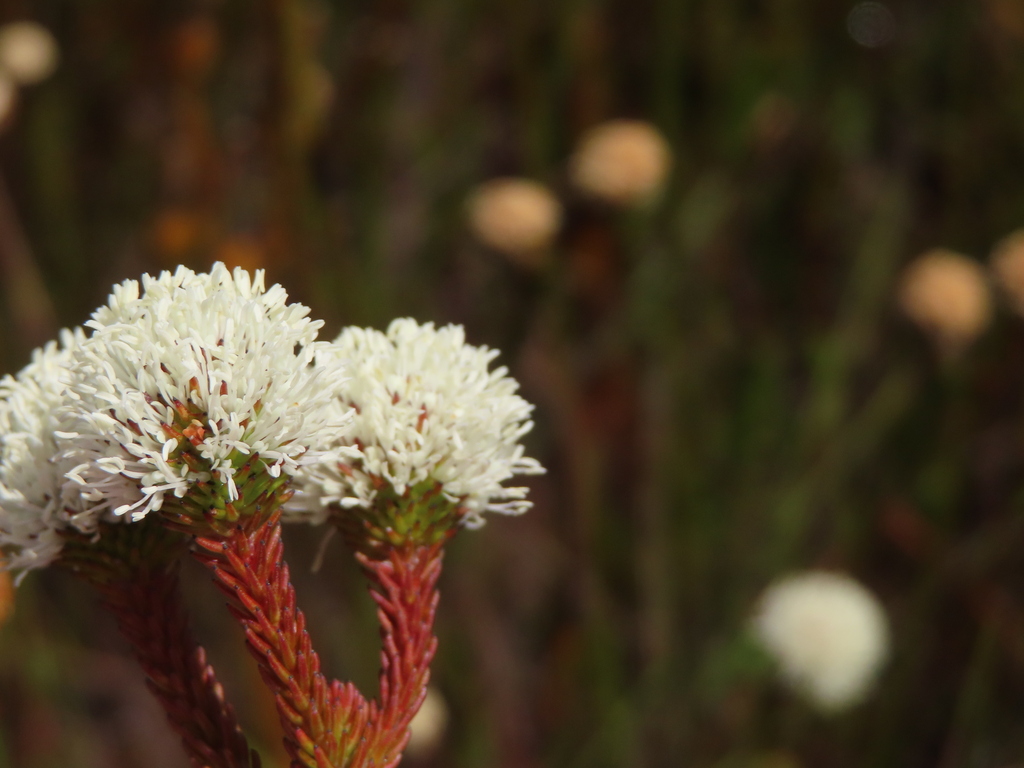 Berzelia ecklonii (Berzelia ecklonii)