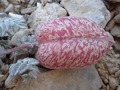 Astragalus platytropis