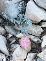 Astragalus platytropis