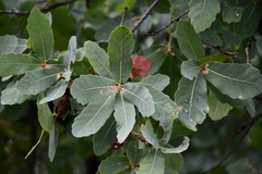 Quercus glaucoides