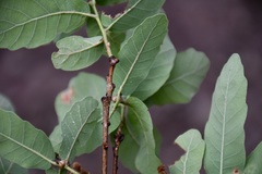 Quercus glaucoides