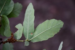 Quercus glaucoides