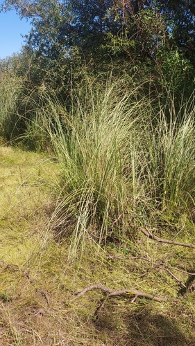 Coleataenia prionitis, photograph 4