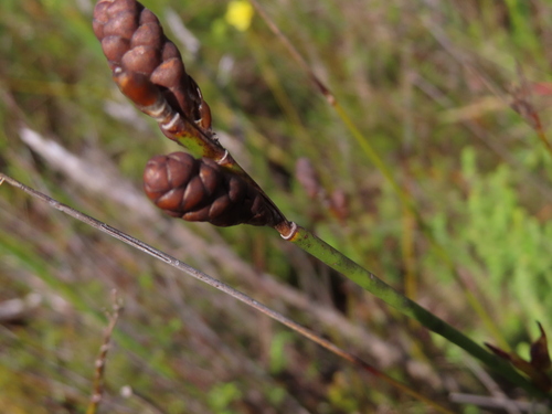 Image of Nevillea obtusissima by (c) linkie, some rights reserved (CC BY)